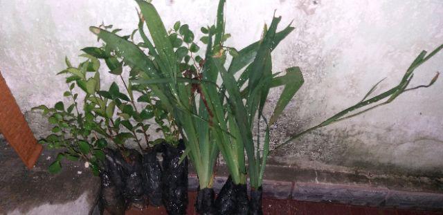 Tanaman Hias Bunga Kemuning - Pohon Kemuning