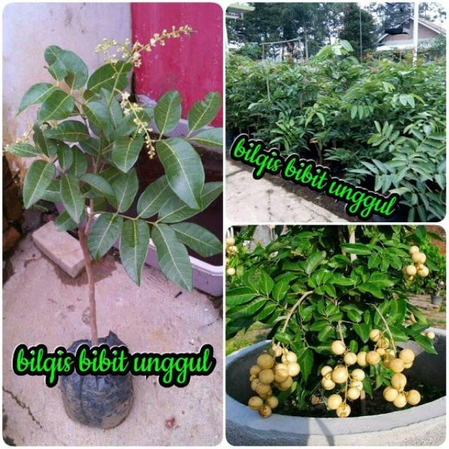 bibit kelengkeng Mata lada atau kelengkeng hawai atau kelengkeng satu jari atau kelengkeng sapu jari