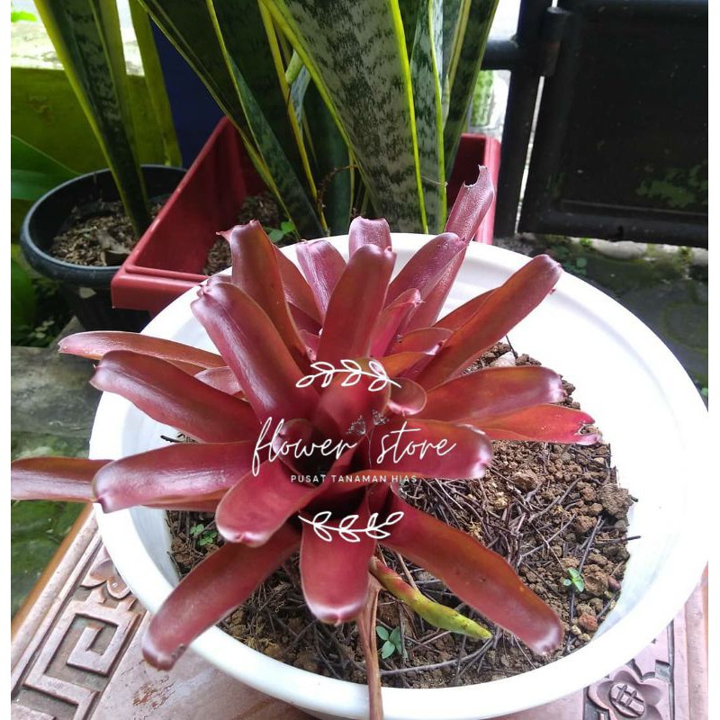 tanaman hias bromolia merah
