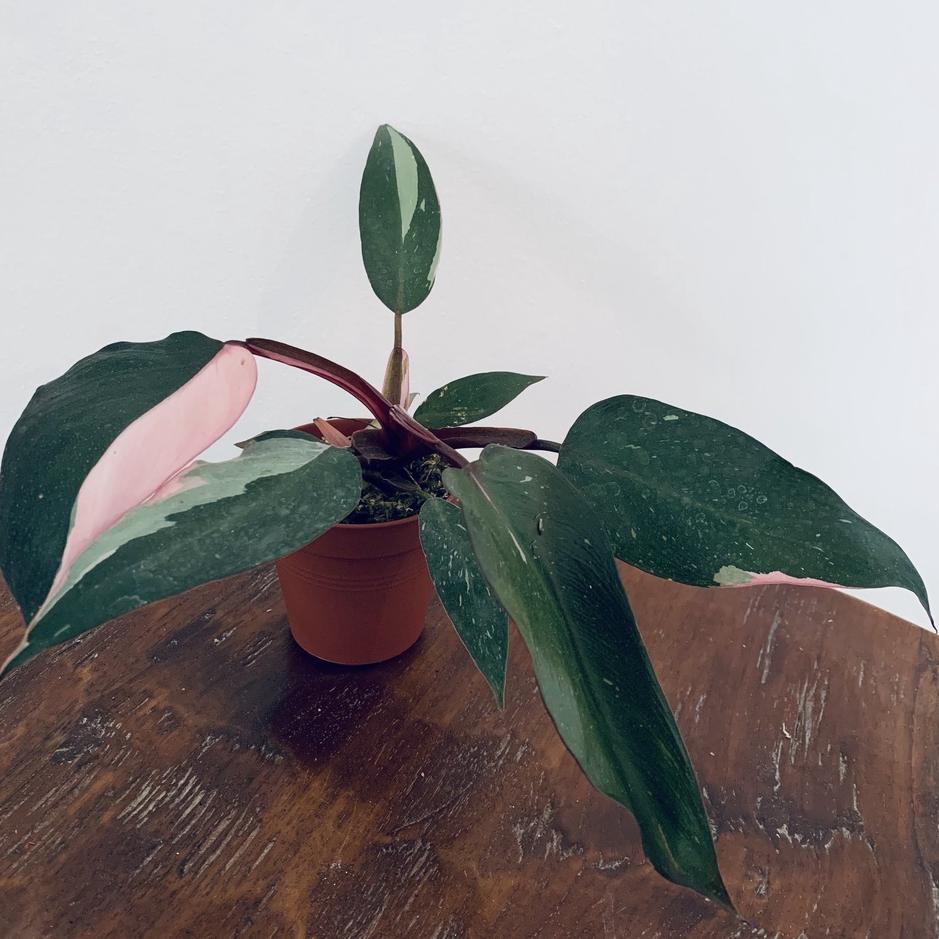 Sekarang Irit Philodendron Pink Princess Original / Philo Pink Princes