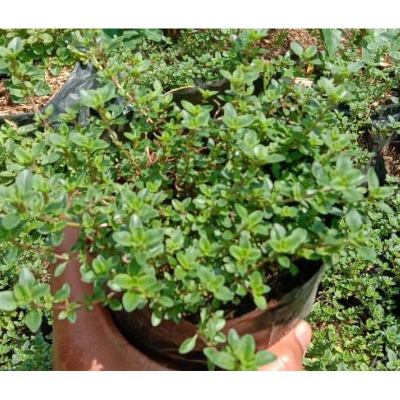 Bibit tanaman Thyme
