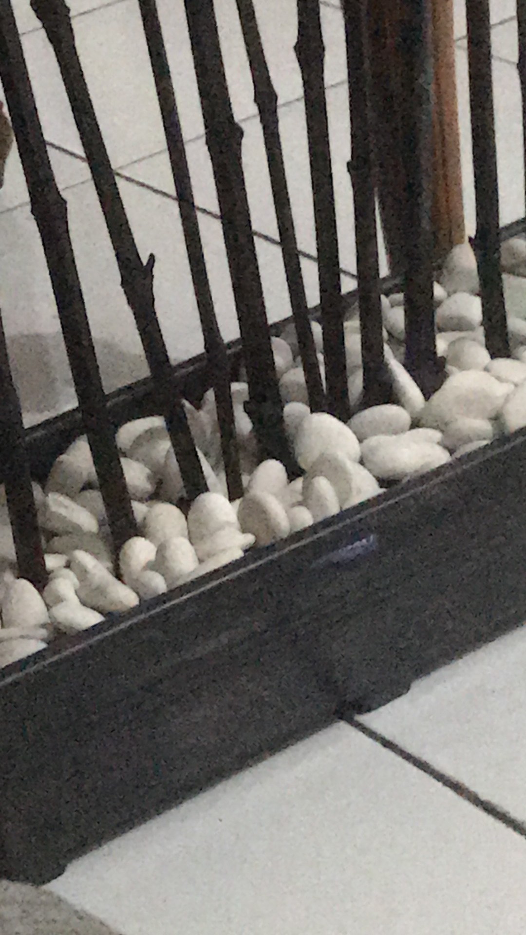 Batu Koral Kupang Putih Batu Hias Batu Alam