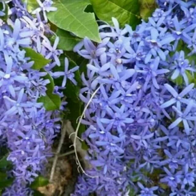 Patrea biru - Bibit Tanaman merambat petrea biru