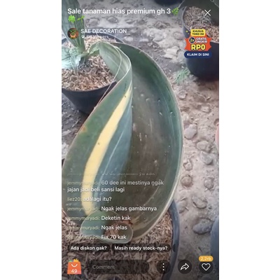 live Tanaman Hias sansevieria Whitney