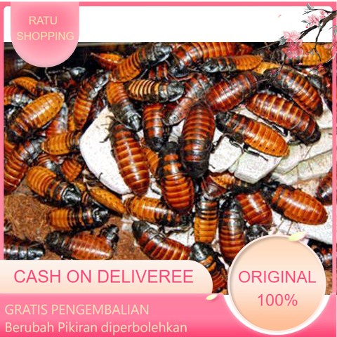 Kecoa Madagaskar Induk Indukan Produktif / Madagaskar Hissing Cockroach [Per Pcs]