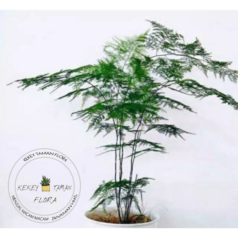 Tanaman Hias Asparagus Plumosus - Tanaman Daun Asparagus