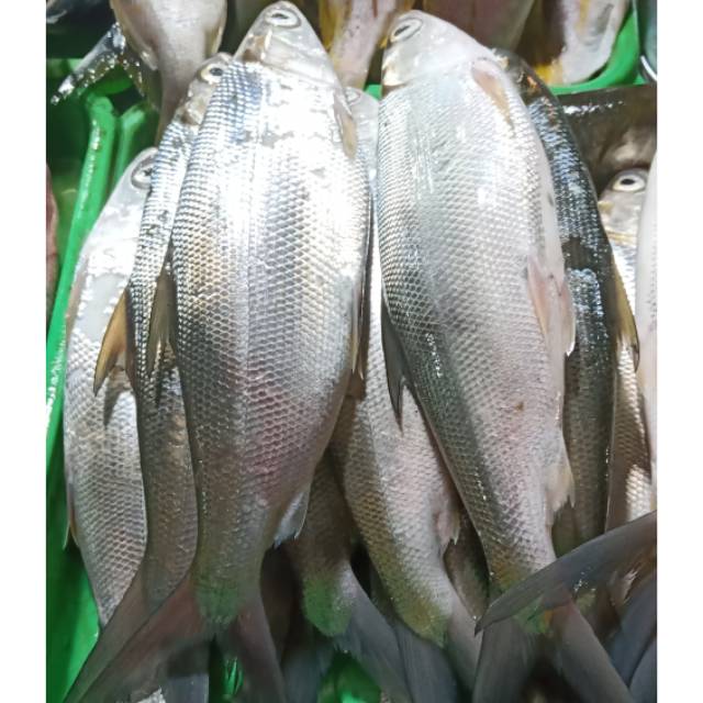 IKAN BANDENG SEGAR 1KILO 38.000 TERMURAH, KONDISI BARU DAN SANGAT FRESH