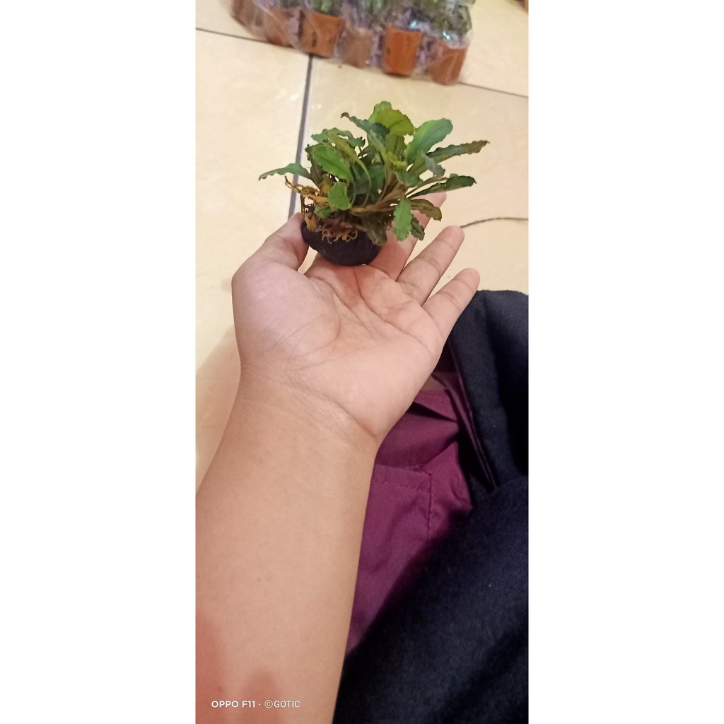 BUCE MEDIA WABIKUSA | BUCEPHALANDRA AQUASCAPE