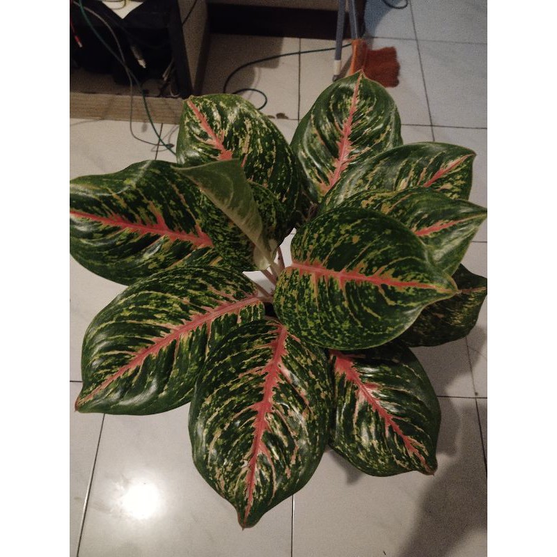 Aglaonema Big papa