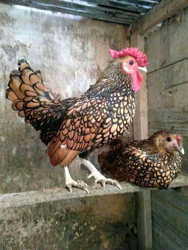 5 Set Stiker Gable Box Design Soft