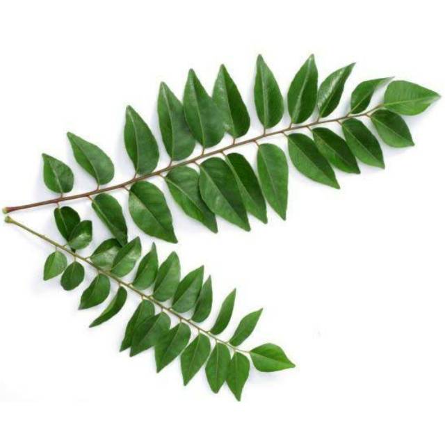 

Daun Kari Satu Tangkai / Salam Koja/ Temurui/ Curry Leaves