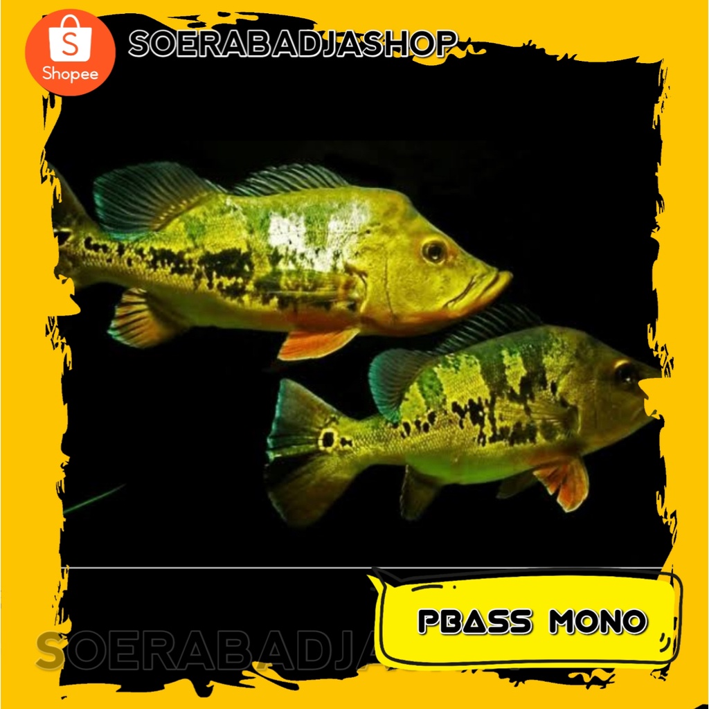 Ikan Predator Pbass mono peacock bass monoculus, tankmate ikan arwana