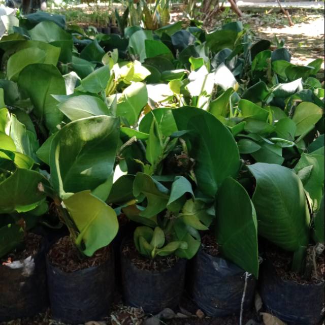 Dolar besar/tanaman dolar besar/tanaman rambat