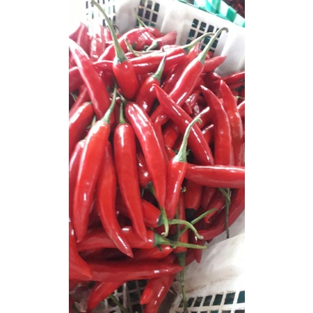 cabe merah gede super 500grm