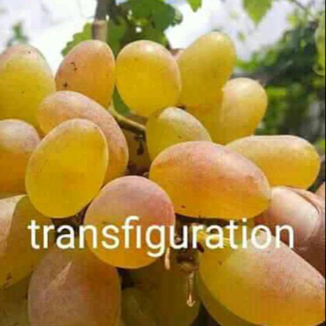 Bibit anggur import transfiguration