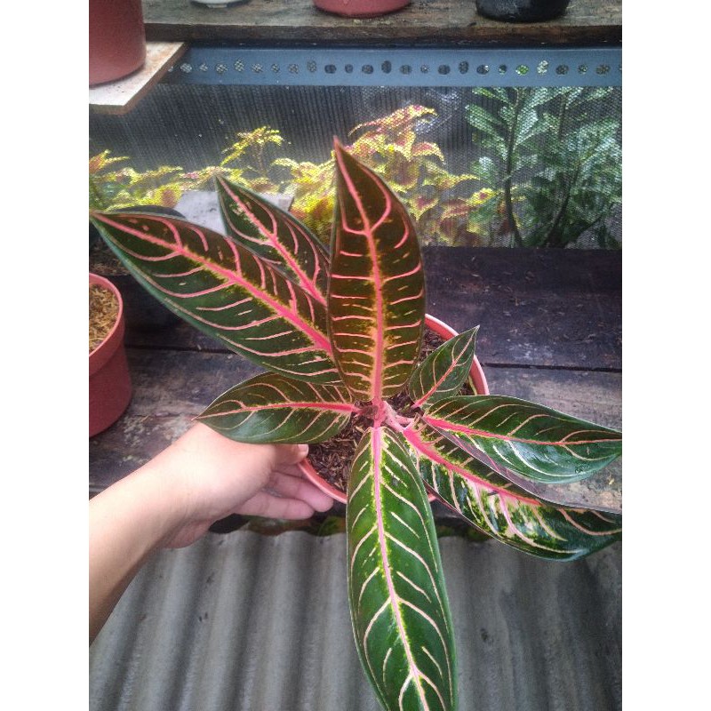 Jual Aglonema Pride Of Sumatra Red Sumatra Shopee Indonesia