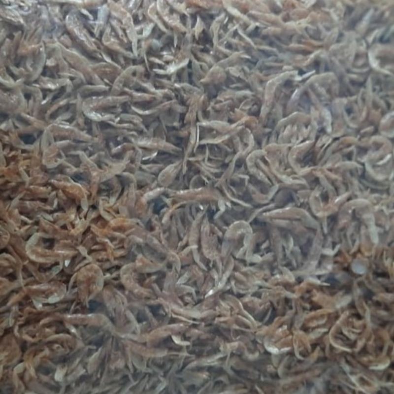 

Udang Rebon