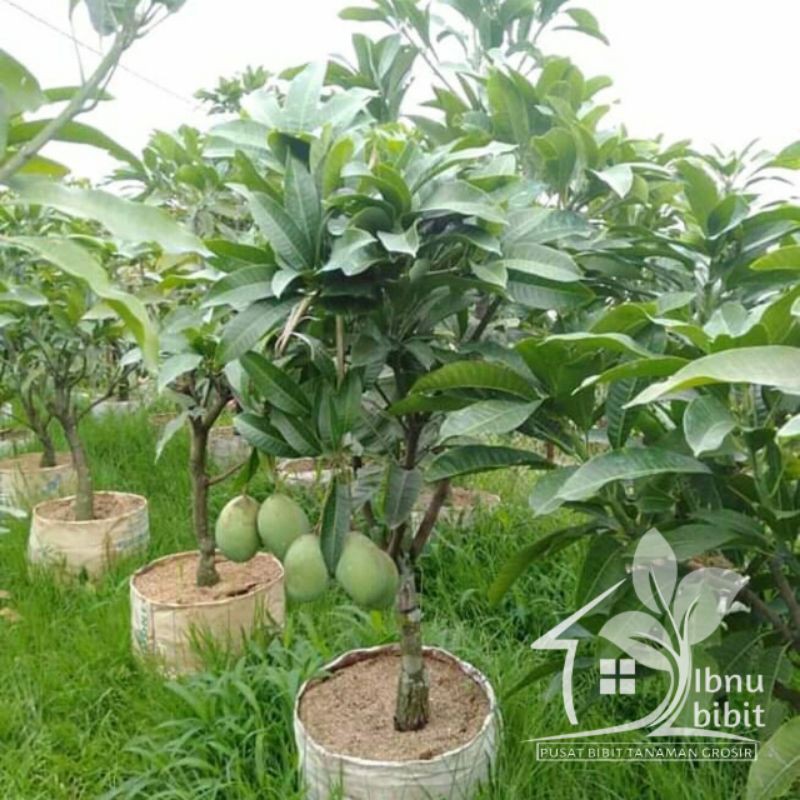 Bibit Mangga Manalagi Super