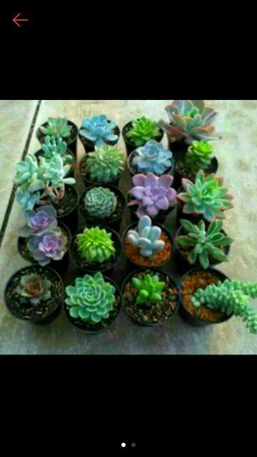 Paket Hemat Tanaman Hias Sukulen Kaktus Isi 5pcs Bisa Indoor Outdoor