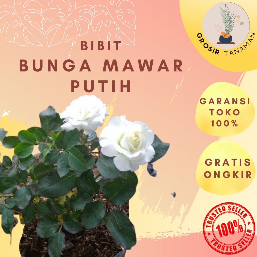 Bibit Bunga Mawar Hidup Asli Bukan Biji Mawar Putih Tanaman Hias Mawar Putih Berbunga