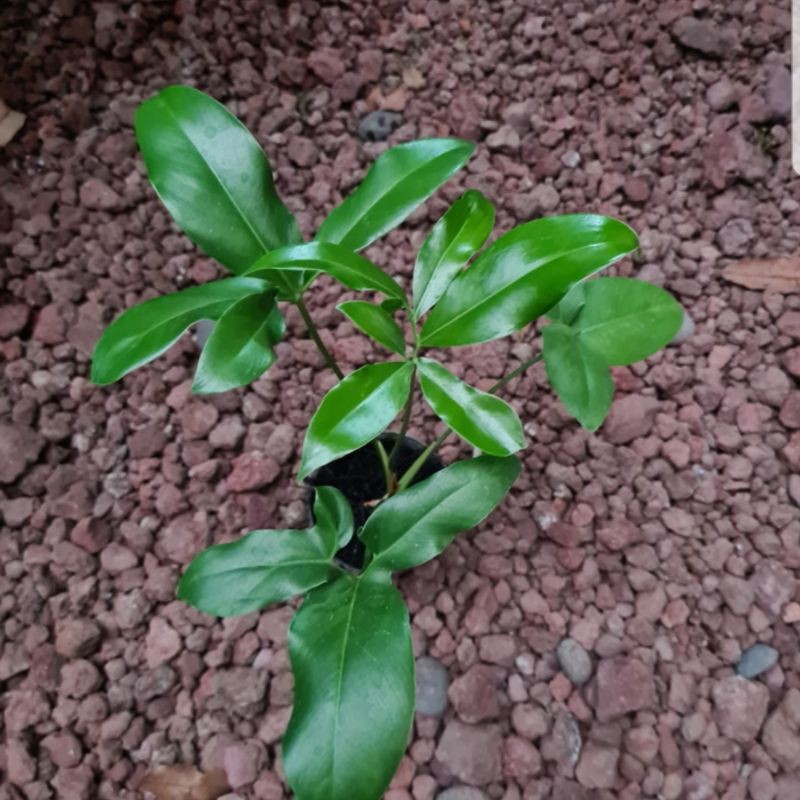 philodendron goeldii