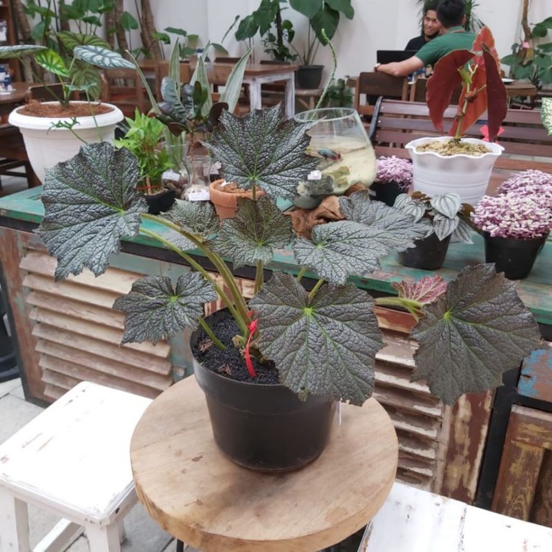 #Tanaman Hias, Begonia Metalic