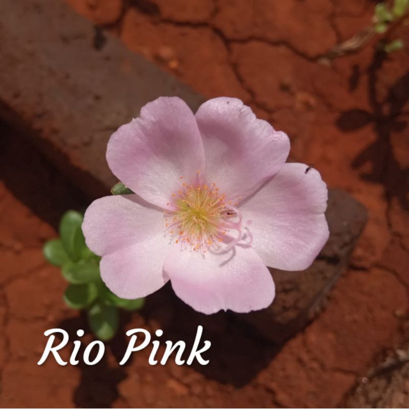 

Rio Pink