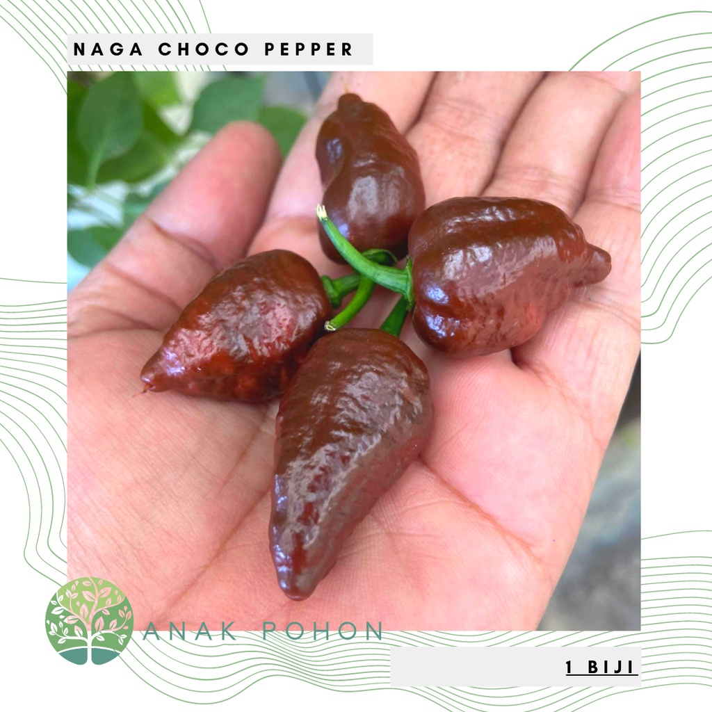 Benih Bibit Biji - Cabai Naga Choco Pepper Cabe Super Pedas Seeds