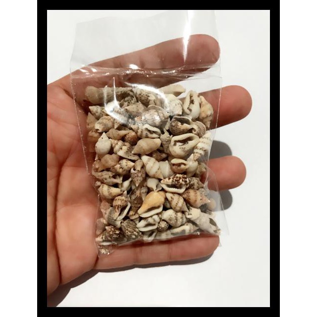 Harga kerang laut kerang craft keong hiasan laut koleksi kerang laut asli QR0973