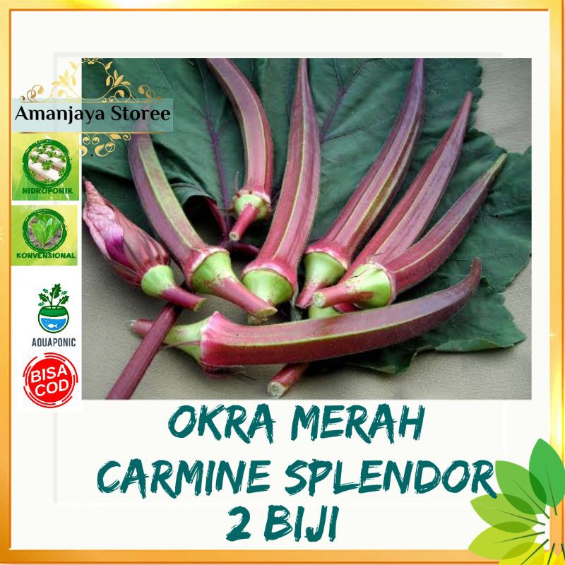 Benih OKRA MERAH Carmine Splendor