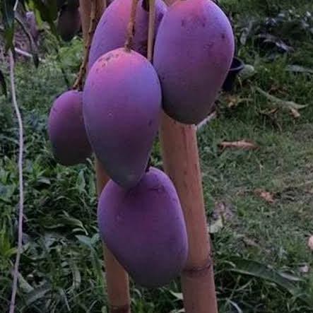 ➯ Bibit Mangga Irwin Tanaman Buah Mangga Irwin Erwin Mangga Ungu ☁
