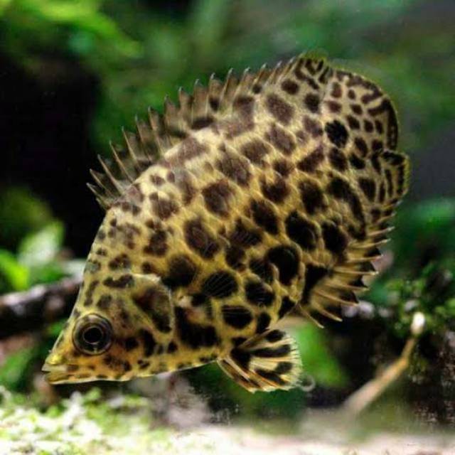 Ikan daun / ikan ctenopoma / ikan tutul daun / daun berbintik / ikan unik