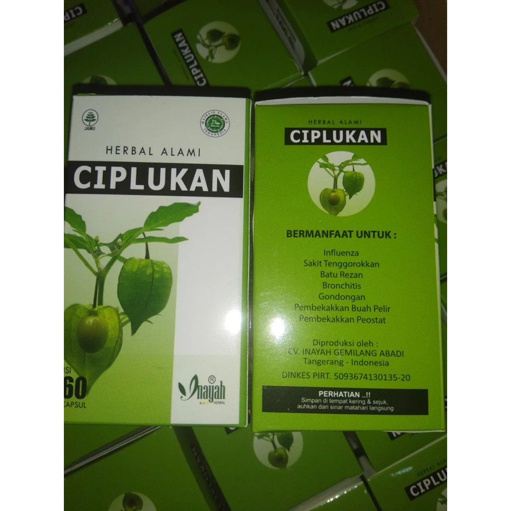 Ciplukan / Kapsul Daun Ciplukan