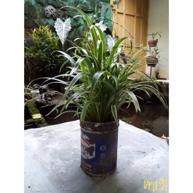 Tanaman hias lili paris besar