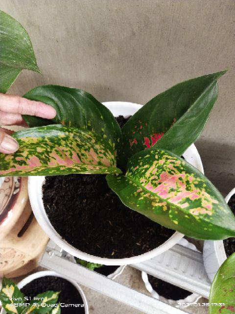 Bibit Bunga Aglonema Heng Heng