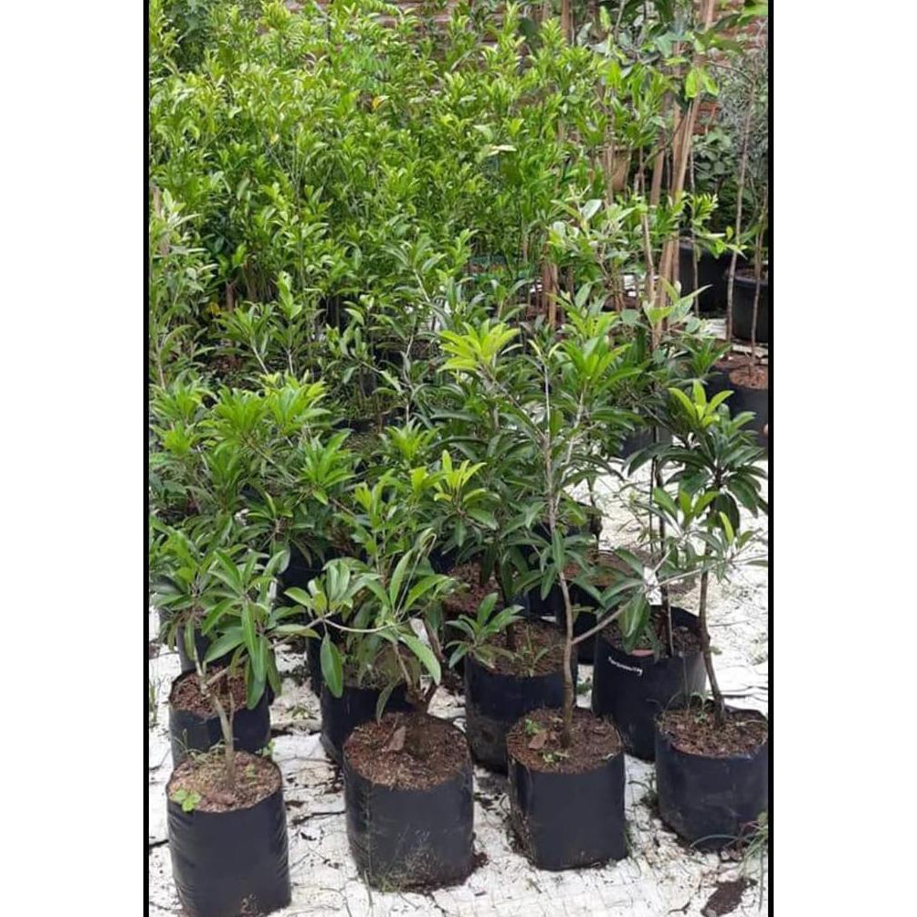 Promo Bibit Buah Sawo Jumbo Malaysia Terbaik Xna