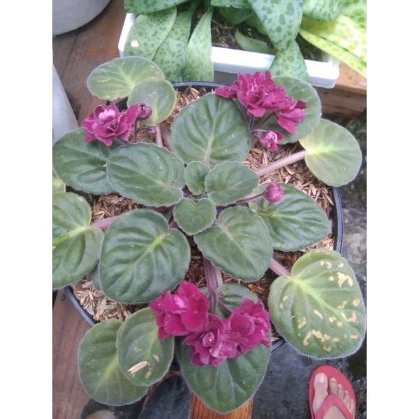 Bunga Violces Merah Maroon