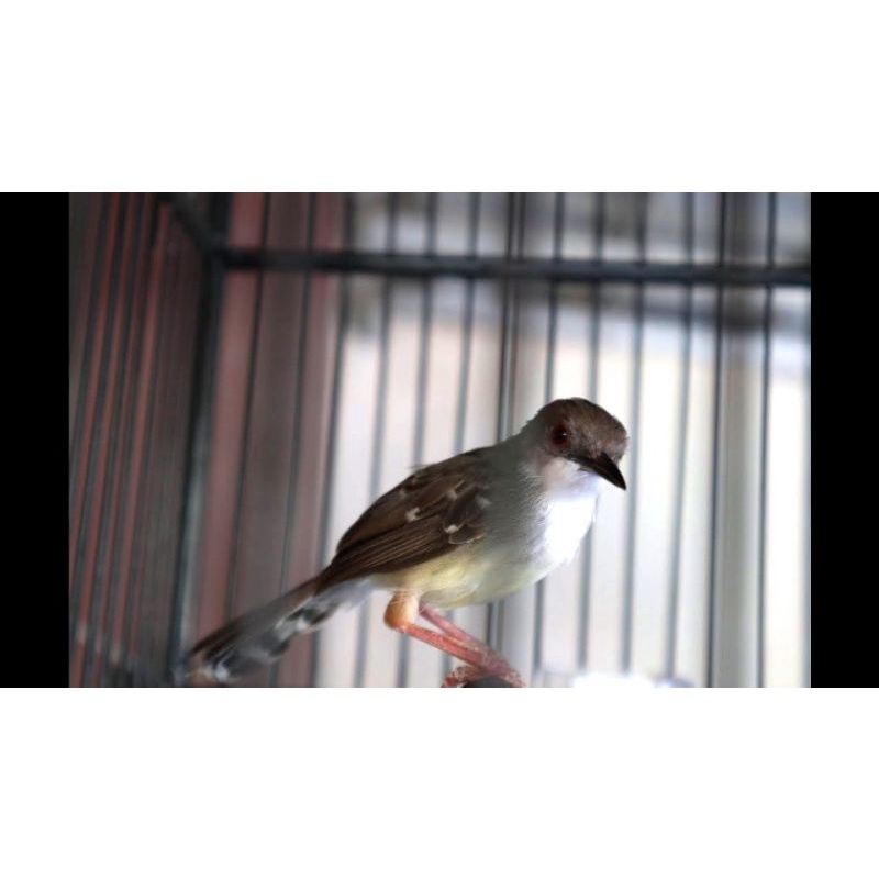 Burung ciblek semi bahan jantan pilihan