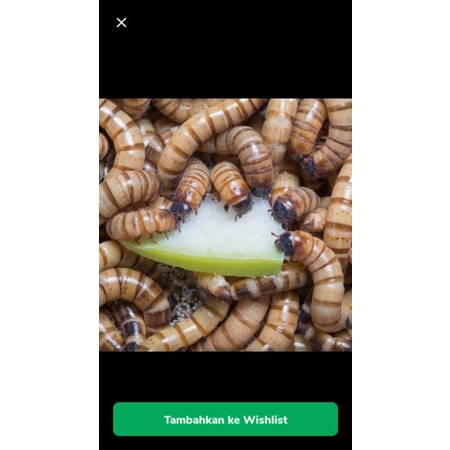 

ulat jerman 1ons/pakan ikan/burung/arwana