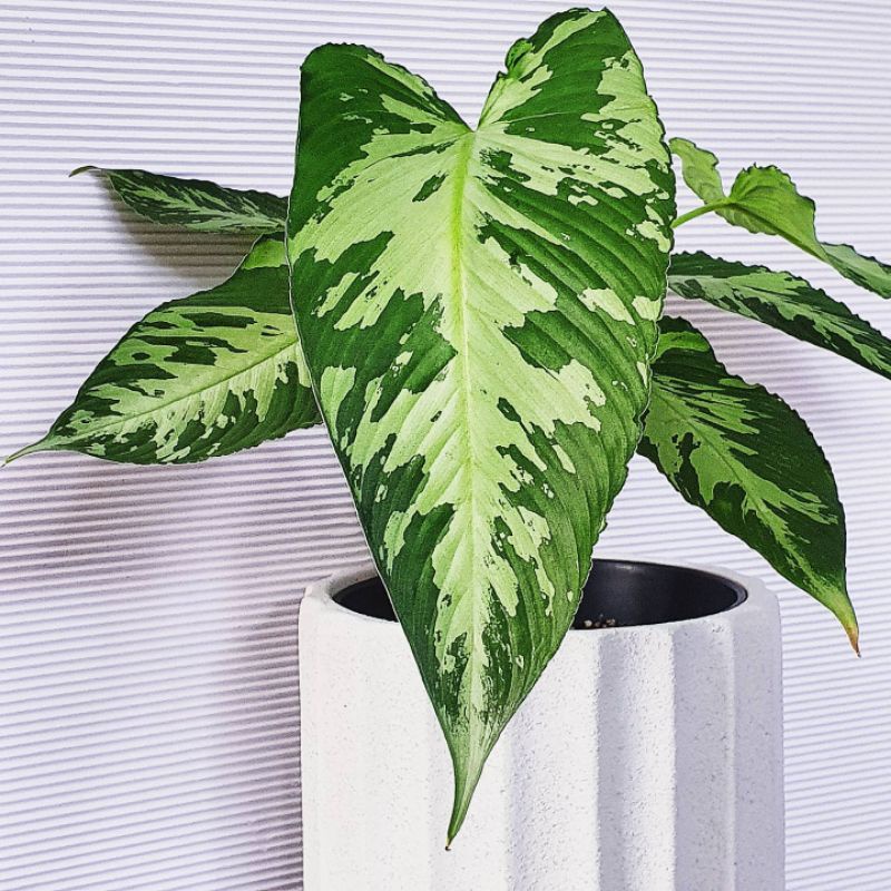 Tanaman hias Homalomena pusila / schismatoglottis pusilla / schismatoglottis neoguineensis / homalom