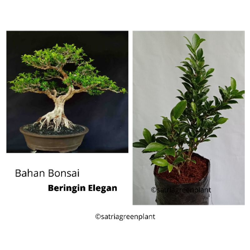 Bahan Bonsai Beringin Elegan