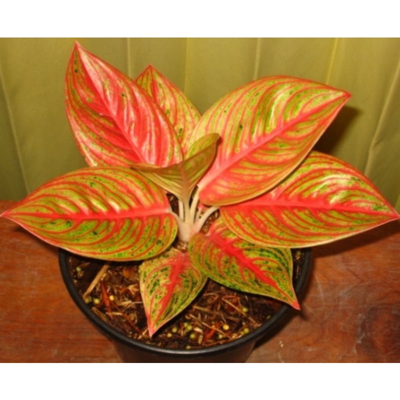 red legacy tulang ikan