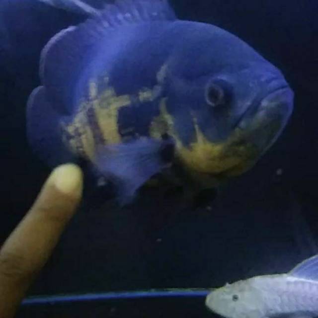 Ikan oscar batik jumbo untuk aquarium