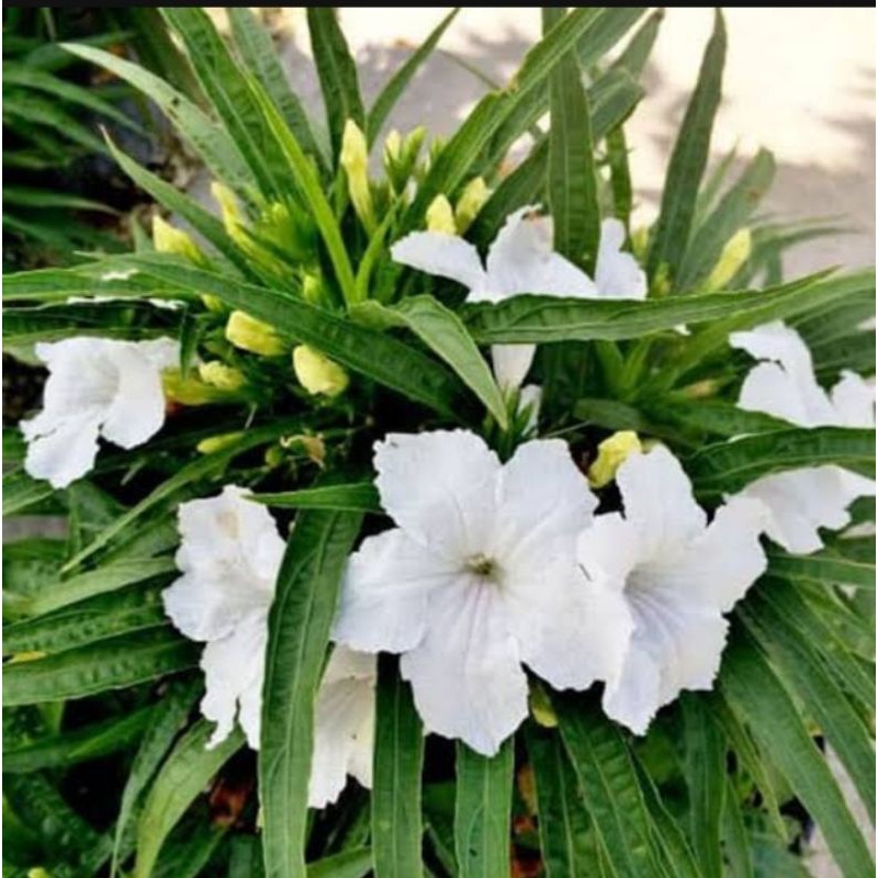 Tanaman Hias Ruellia Rebah Bunga Putih