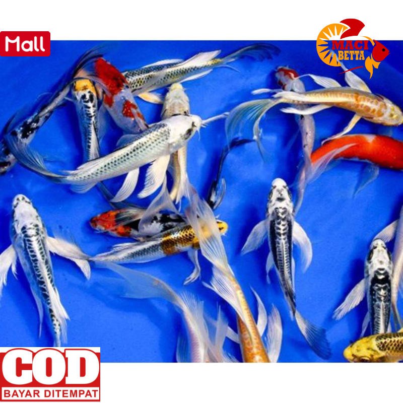 [PROMO] [COD] IKAN HIAS KOI KUMPAY SLAYER
