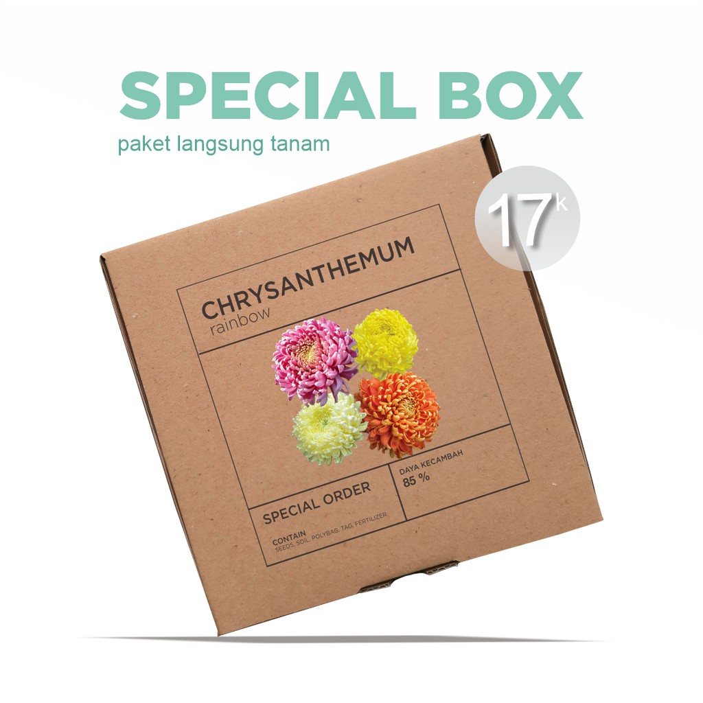 Paket Langsung Tanam - Gardening Kit - SPECIAL BOX - Benih Bunga Chrysanthemum Rainbow Mix Krisan Seeds