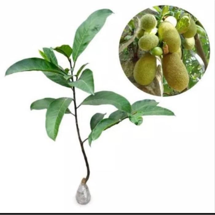 Jual Bibit Buah Cempedak Merah King Murah