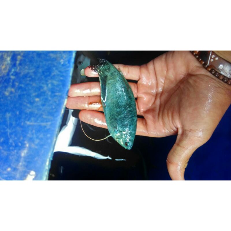

ikan hias sepat brazil blue size induk siap breed