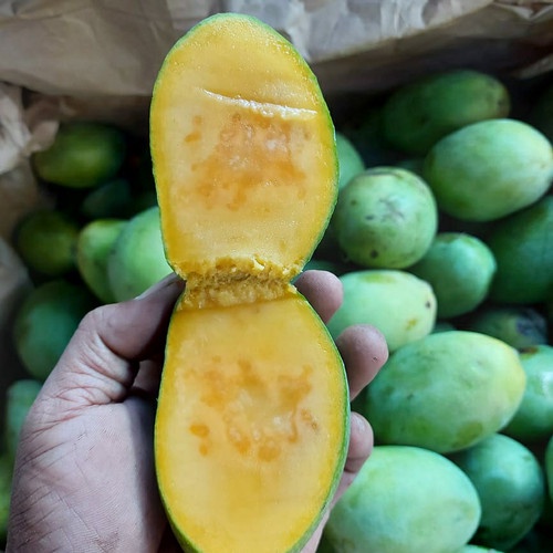 BIBIT MANGGA MANALAGI OKULASI CEPAT BUAH