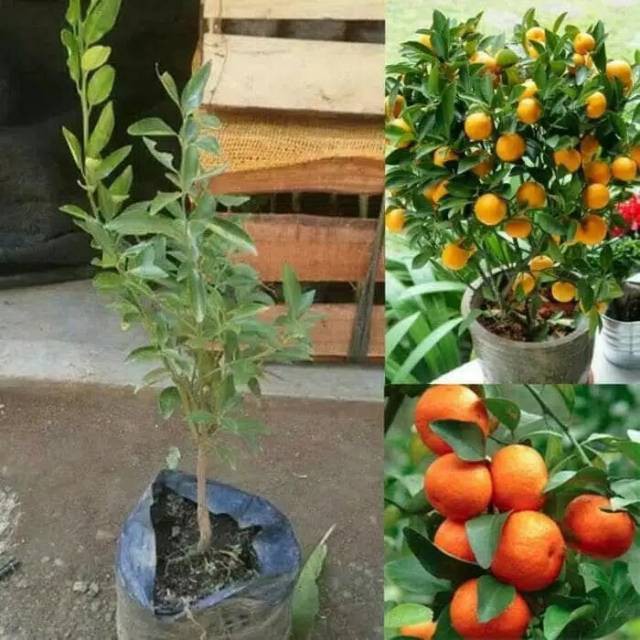 [COD] Bibit jeruk santang berbuah berkwalitas  Termurah